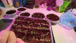 СЕМЕНА ВЗОШЛИ,ЧТО ДАЛЬШЕ.