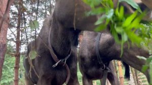 Эко-парк «Долина водопадов» Ихала, Республика Карелия