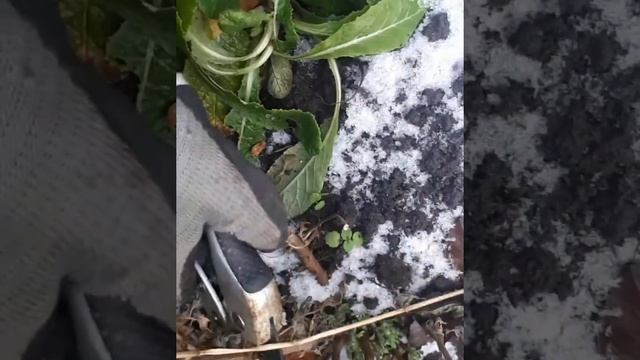 #хризантемамультифлора /многолетний цветок/для сада/как зимует в наших широтах/