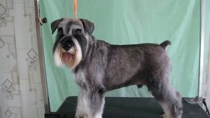 Стрижка собак Бийск. Тримминг Цверг шнауцера.