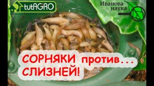 МОЯ ХИТРОСТЬ ИЗБАВЛЕНИЯ ОТ СЛИЗНЕЙ БЕЗ ПРИМАНОК. ОНИ не уходят с участка? Используем ИХ С ПОЛЬЗОЙ?