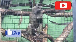 Озабоченная обезьяна🐒 Киевский зоопарк 2018