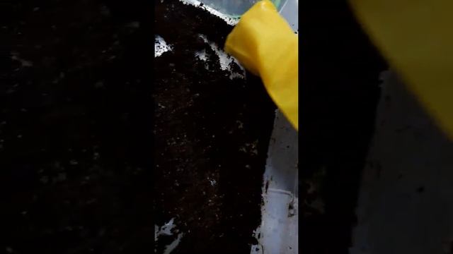 как кормить улиток смотреть онлайн