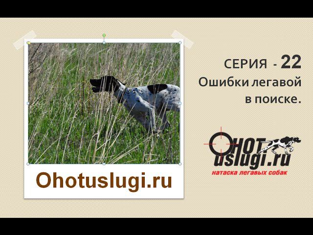Серия 22 - Почему легавая делает ошибки. Секреты натаски легавых собак. смотреть онлайн