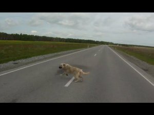 Внезапно собака выбежала на трассу.