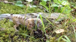 Dinofelis vs. Smilodon