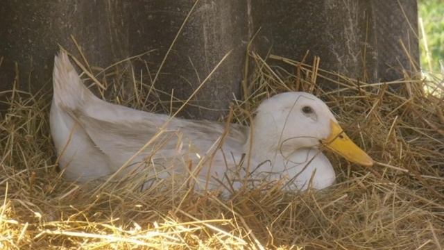 В каком возрасте начинают нестись утки смотреть онлайн