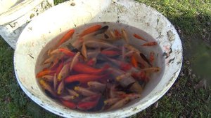 Мои карпы Кои и Кометы. Считаем рыбу перед зимовкой