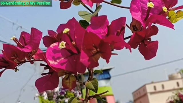 #Chitra_India ♥️💜 #beautiful #bougainvillea #HD_nature #@@ss 💐💐 смотреть онлайн