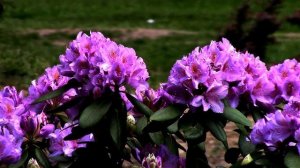 Король сада -- рододендрон королевский. The king of the garden is the royal rhododendron.