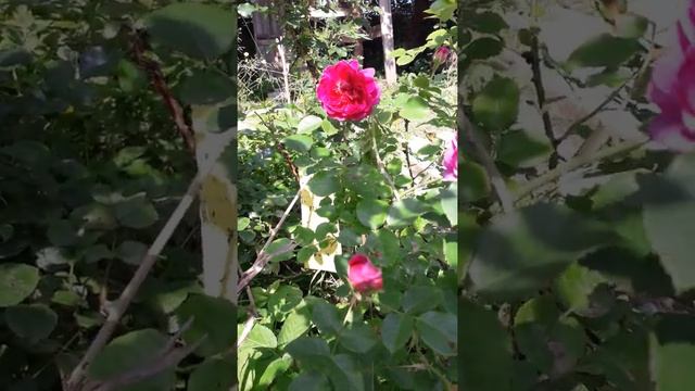 Роза Princess Anne (English Rose, Austin)