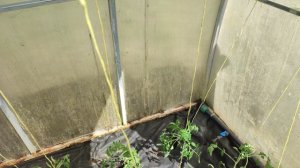 Высадка рассады томатов в неотапливаемую теплицу