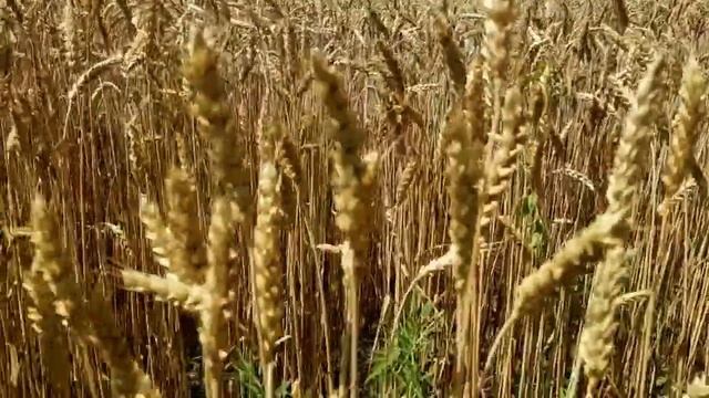 САМВЕЛ АДАМЯН ЗАЧЕМ ГРАНДЕНИКО ПОЕХАЛ В КИЕВ. МАТЬ МОЛИЛАСЬ ЗА ПО4КУ САМВЕЛА смотреть онлайн