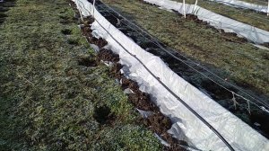 Зимовка винограда.