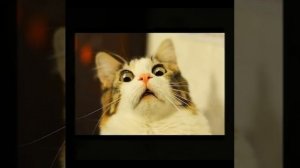 Тематическая подборка - котоприколы, прикольные картинки с котами