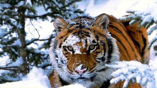 Тигрица пришла к людям за помощью. Она не могла избавиться от петли на шее смотреть онлайн