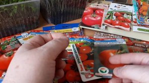 Гибриды и сорта томатов которые сею на продажу.