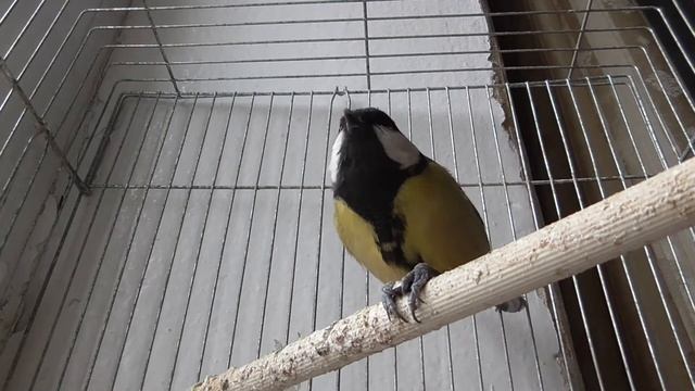 Живёт большая синица в доме