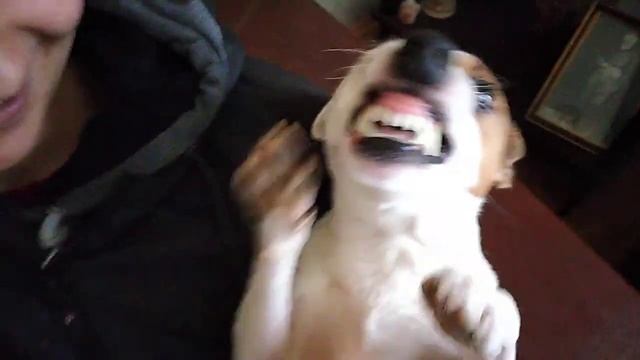 ANGRY Jack Russell Terrier