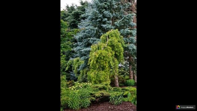 Лиственница: 42 вида