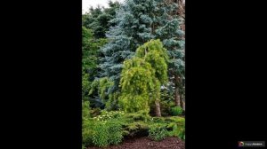 Лиственница: 42 вида