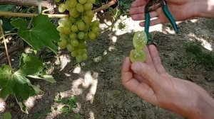 @Обращение А  Гергеля  Виноград Мелодия  Виноград 2021