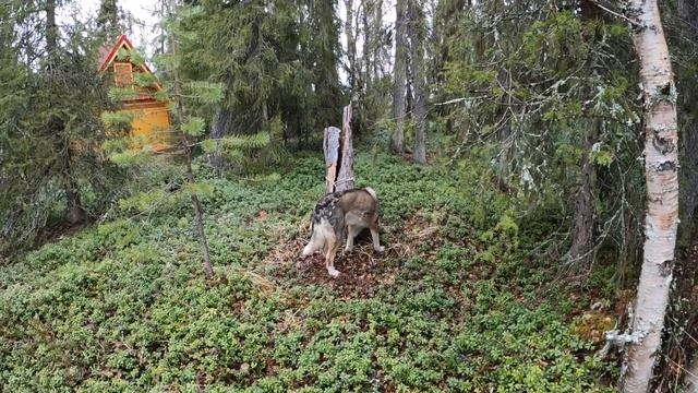 Лайка западно сибирская кличка Азарт