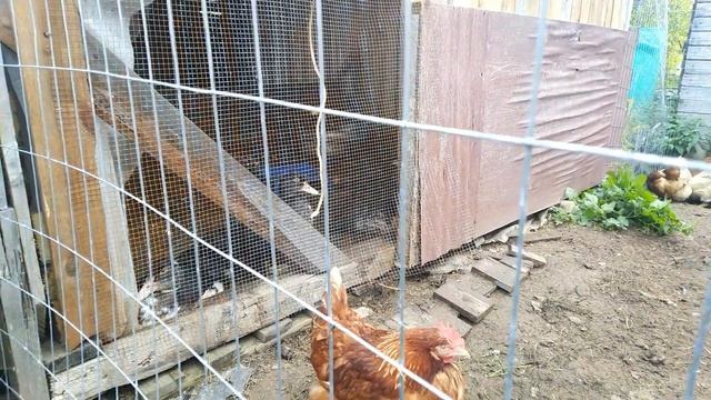 Мешанка для кур. Расклёв у кур смотреть онлайн