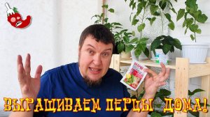 Как вырастить перец чили дома: сезон 2018, отчет по острым перцам