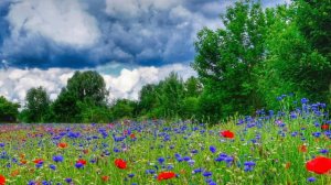 "Говорила я ветру - не вей"   муз. Ю. Зацарного сл. Р Рождественского