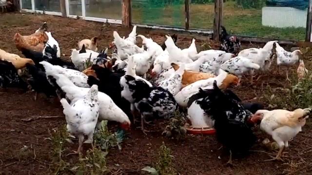 Кошачий корм в кормлении линяющих кур – за и против