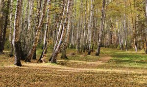 Челябинск природа белки в парке березы. 26.09.2023г