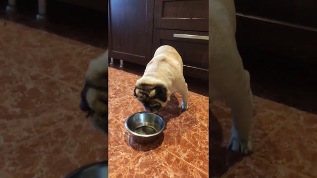 собака #мопсы #мопс #животные #мирживотных #собаки #вкусняшки смотреть онлайн