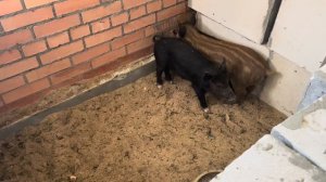 ОТ БЛОГЕРА АНТОХИ ДОМОЙ. Неожиданное пополнение на хуторе!!!  Счастье на земле.