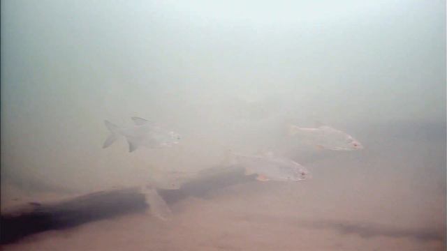 Яузское водохранилище, imx 307, лёд 80 см смотреть онлайн