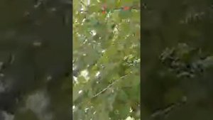 Реставрация Медогонки
