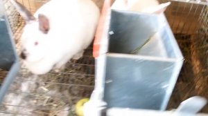 Калифорнийский кролик.Очень важно знать.Летнее кормление.Яблочный спас.