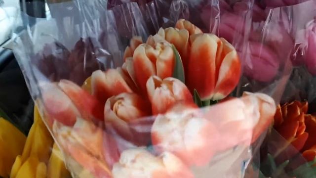Тюльпаны из Сочи. Тюльпаны оптом в Новосибирске смотреть онлайн