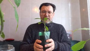 Высаживаем черенки бругмансии в землю