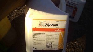 КАК ПРОТРАВИТЬ СЕМЕНА, подготовка к севу