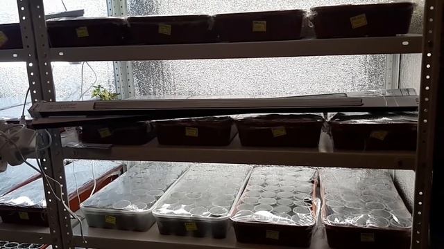 Посев петунии//Супер способ от Бориса Борисова! смотреть онлайн