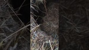 Здоровые нутрии без отопления зимой на улице .