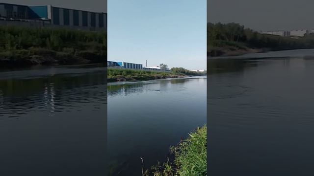 Сазан паровоз смотреть онлайн