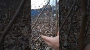 подвой для прививки плодовых деревьев