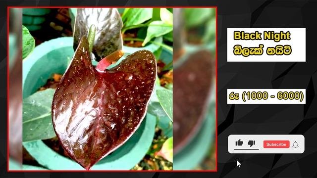 8 Black Anthurium Varieties In 2022-ලස්සනම කළු ඇන්තුරියම් වර්ග මිල සමග-DAD Gardens-Anthuriums