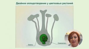 ПОКРЫТОСЕМЕННЫЕ