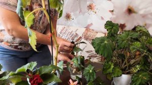 Бегония. Уход, подготовка к периоду покоя