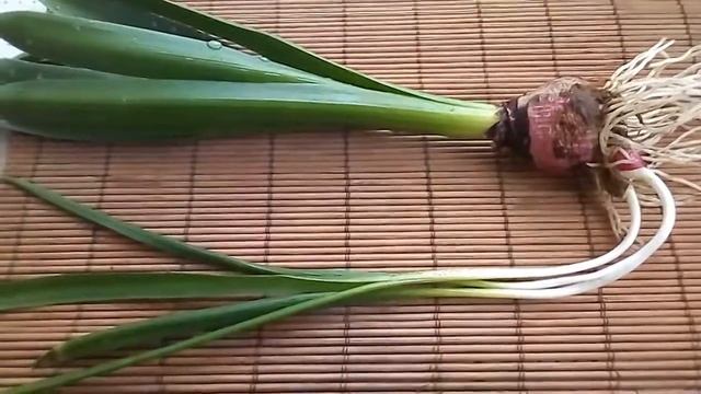 Мои растишки/Гиацинт и детки/Гиацинт в домашних условиях смотреть онлайн