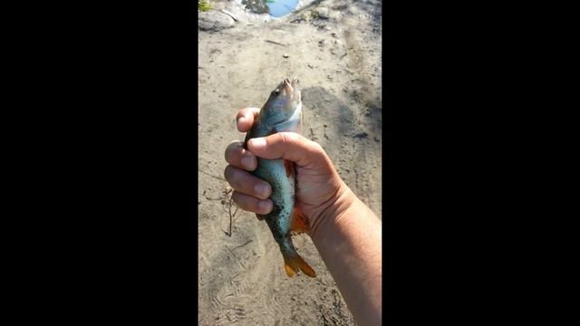 Рыбалка на канале Андреевского озера, чебак и окунь крупняк атакует смотреть онлайн