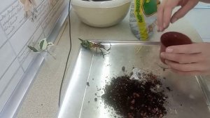 Алоэ пестрое или тигровое. Суккулент. Пересадка.